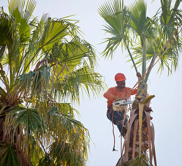 Best Stump Grinding and Removal  in Orange City, FL